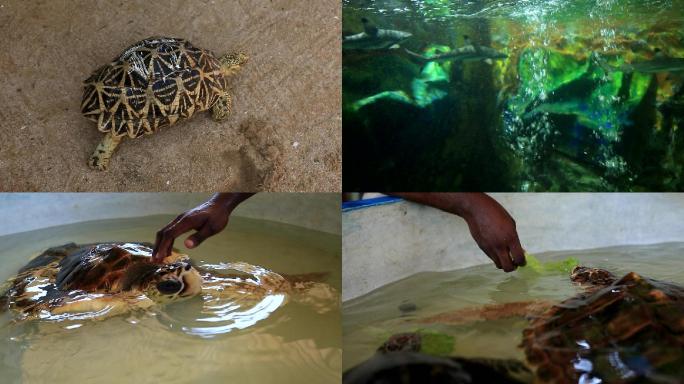 斯里兰卡海龟保育基地及乌龟生活
