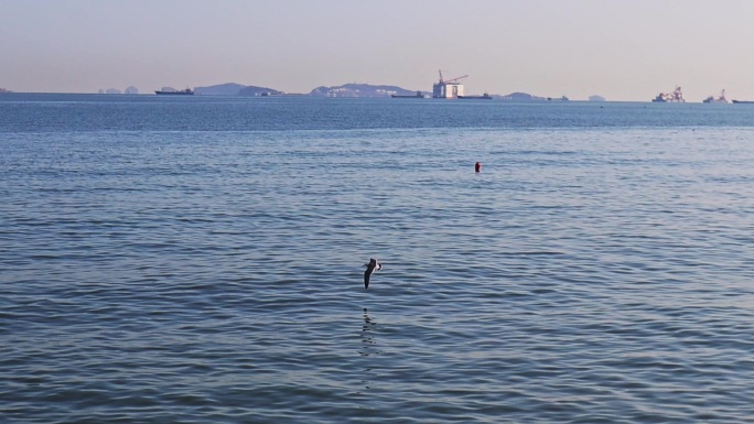 湛色的海洋，白色的海鸥