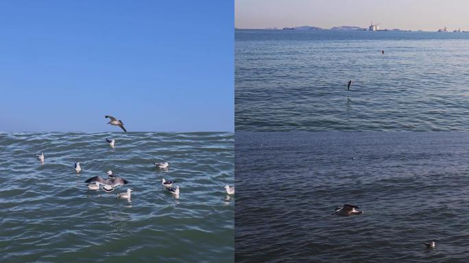 湛色的海洋，白色的海鸥