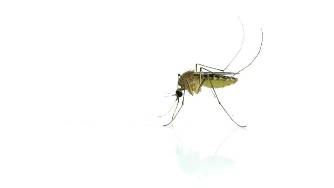 蚊子动物特写动物观察动物生活