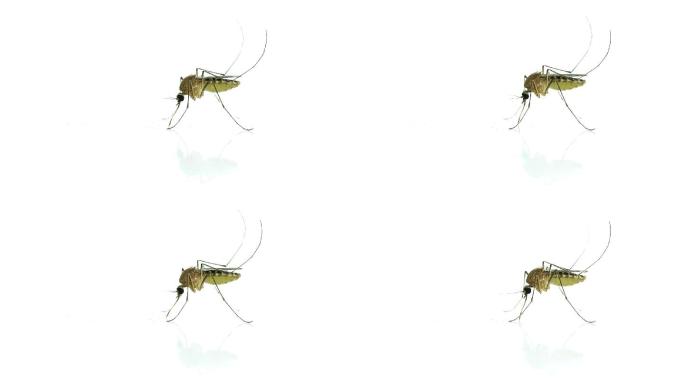 蚊子动物特写动物观察动物生活