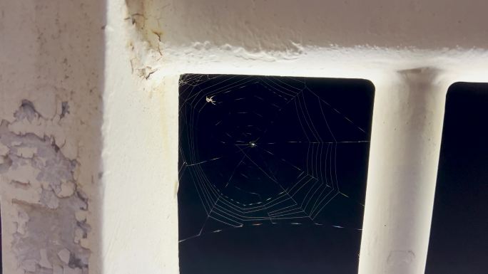 蜘蛛结网、蜘蛛织网、蜘蛛网