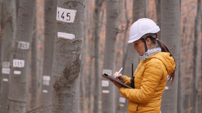 在山毛榉林进行实地调查的女性生态学家。生态系统保护和可持续性。