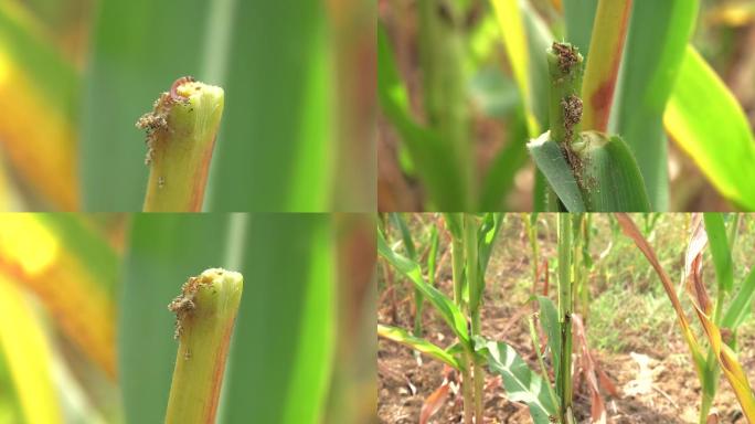 玉米螟 钻心虫 玉米 害虫 危害症状1
