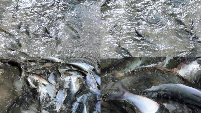 鲥鱼养殖活鲥鱼新鲜捕捞鲥鱼