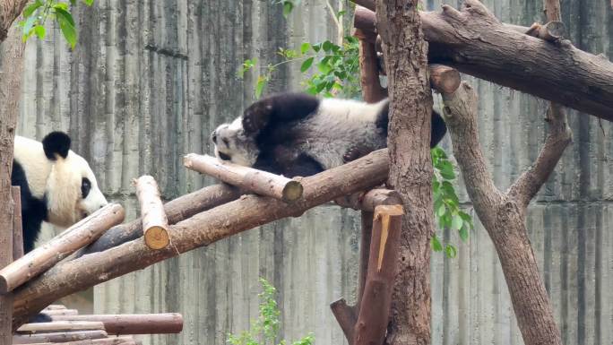 成都大熊猫繁育研究基地爬树的小熊猫和妈妈