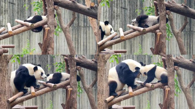 成都大熊猫繁育研究基地爬树的小熊猫和妈妈