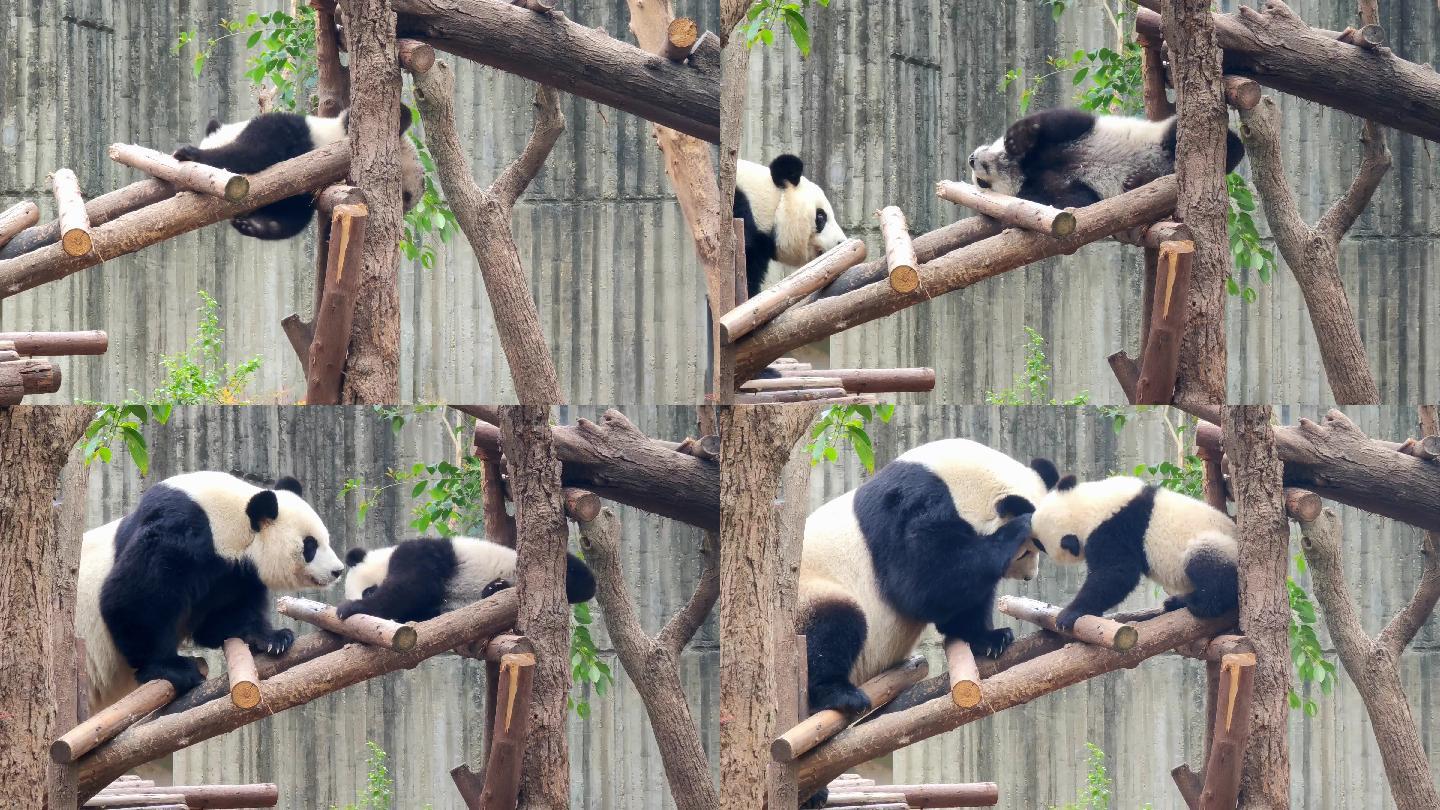 滚圆笨拙的大熊猫，竟然都是爬树高手！看得_哔哩哔哩 (゜-゜)つロ 干杯~-bilibili