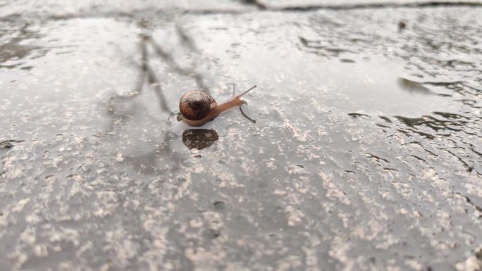 在雨中缓慢爬行的蜗牛
