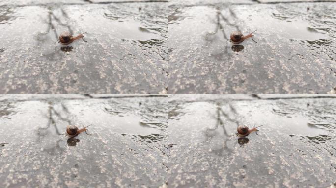 在雨中缓慢爬行的蜗牛