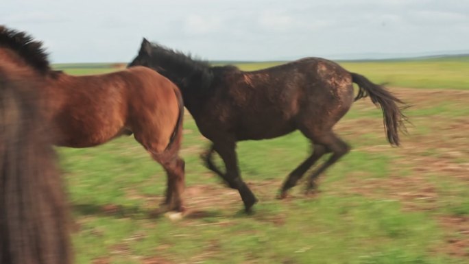 两匹马在牧场上一起奔驰