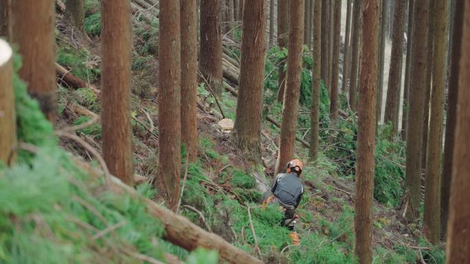 中年伐木工人在森林中用电锯砍倒一棵树