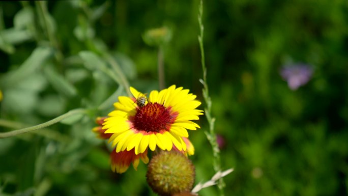 花上的小蜜蜂