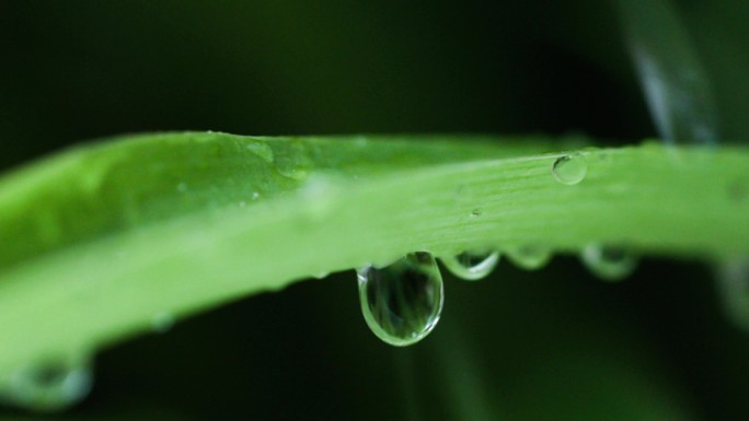 水滴与植物