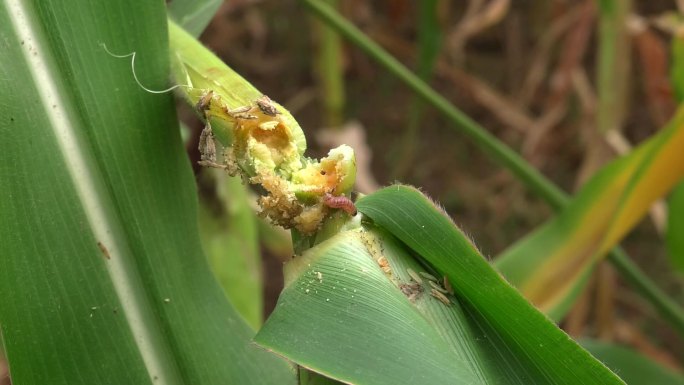 玉米螟 钻心虫 玉米 害虫 危害症状3