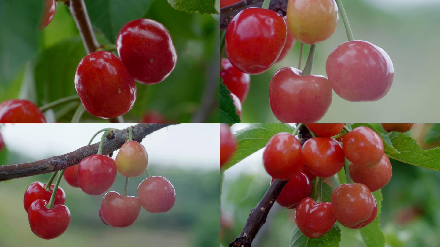 成熟的樱桃  9个镜头
