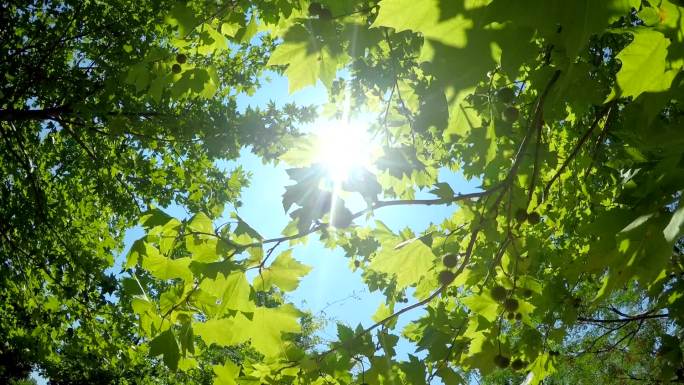 森林中的阳光光晕唯美夏日小清新