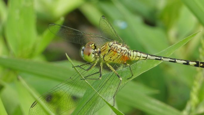 湿地中的白蛉。蜻蜓特写