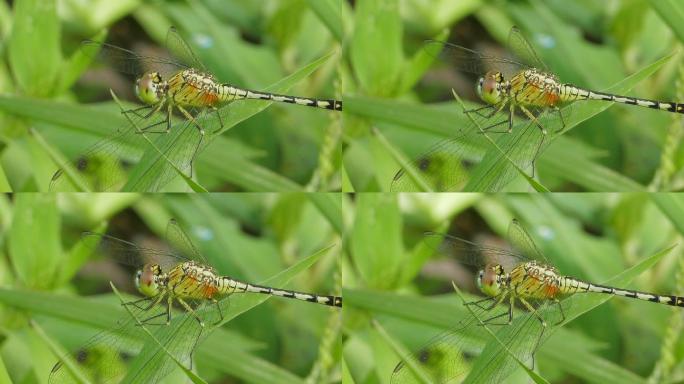湿地中的白蛉。蜻蜓特写
