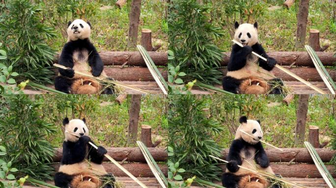 四川成都大熊猫繁育研究基地吃竹子的大熊猫