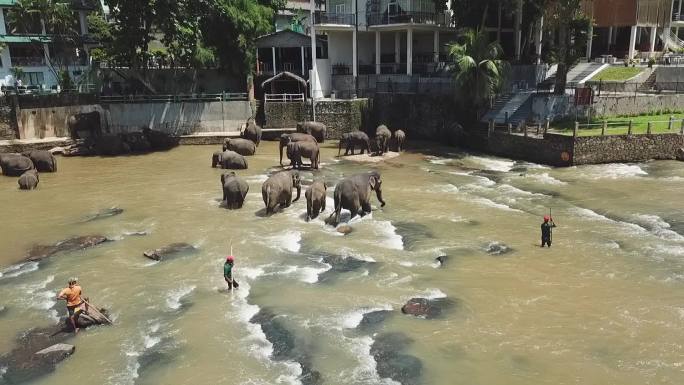 斯里兰卡大象孤儿院航拍