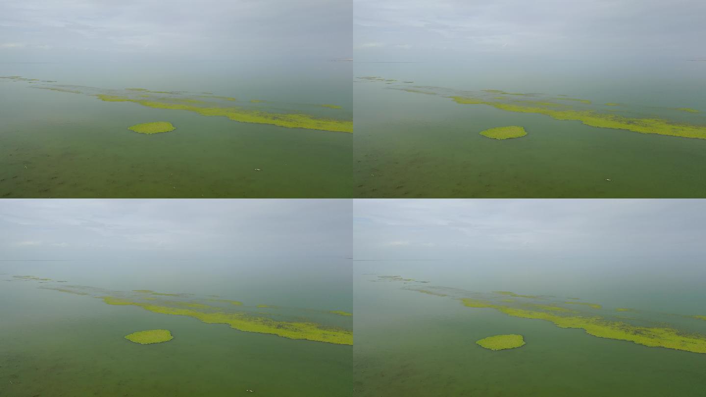 原创 新疆库尔勒博斯腾湖湿地自然风光航拍