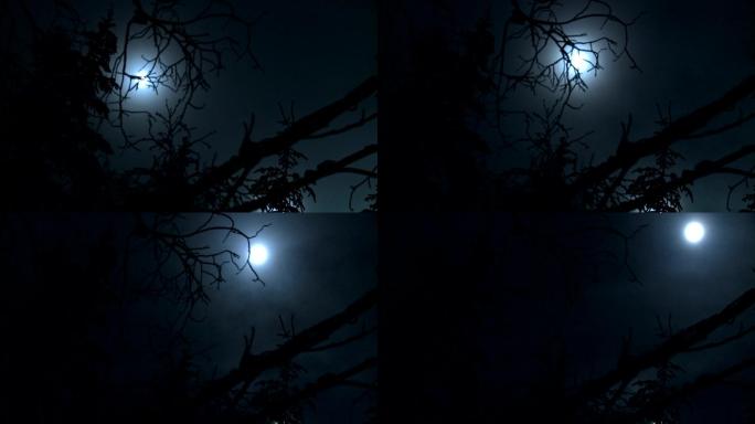 前景HD中有多节树木的月亮