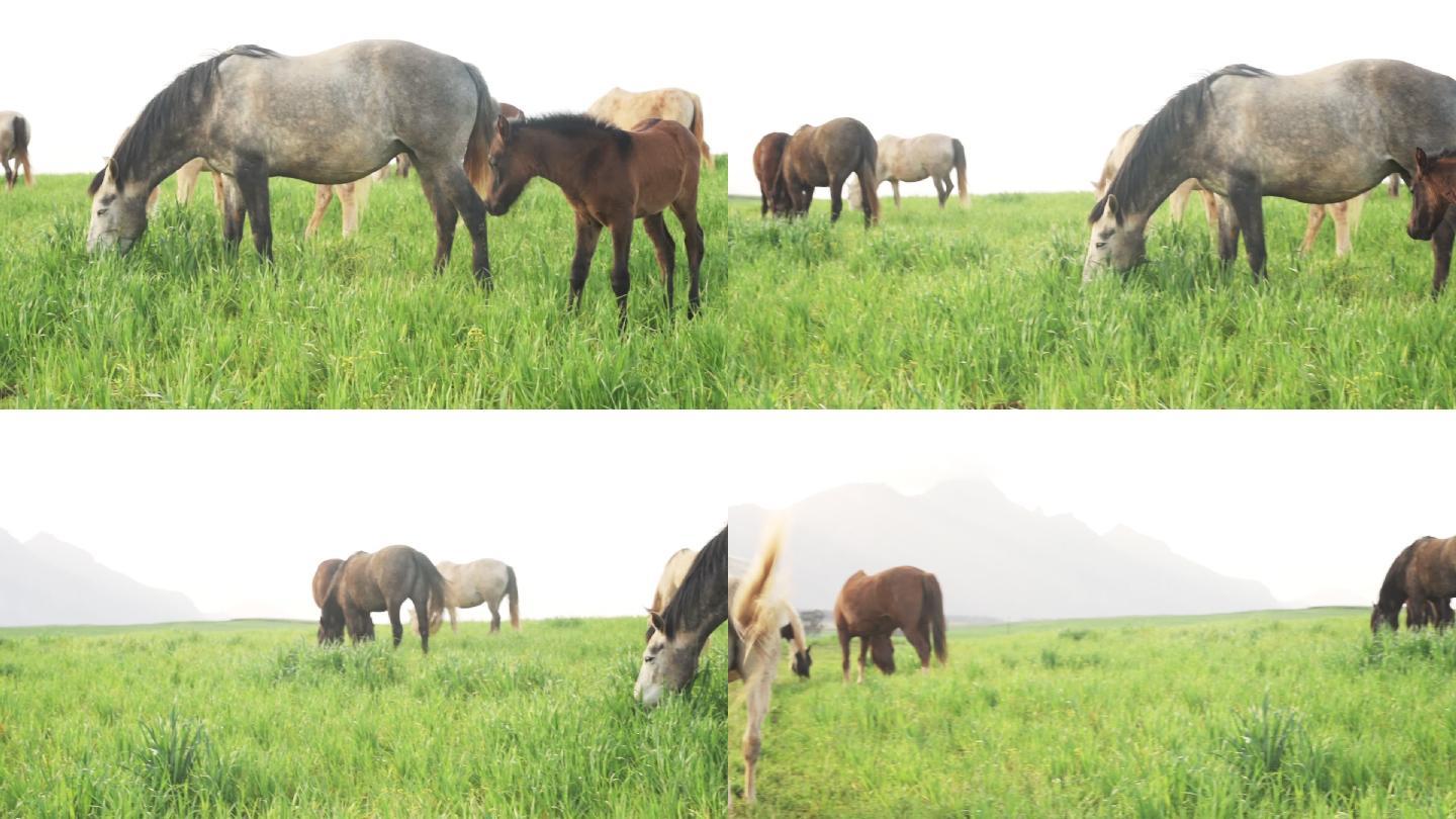小马驹与母亲和牛群在农场放牧