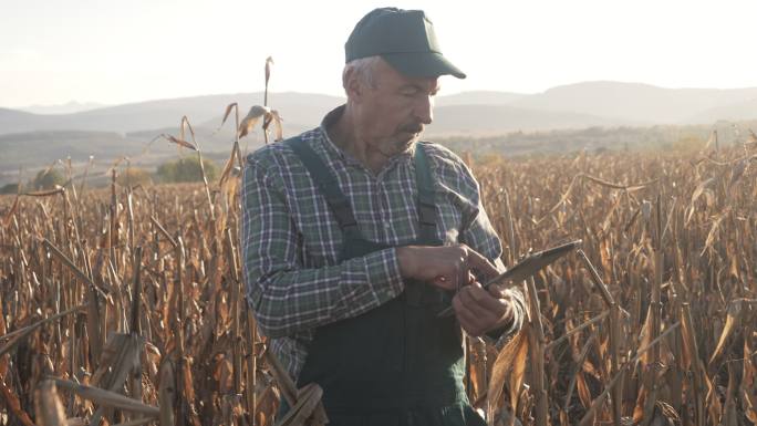 日落时分，一位老农在农田里使用技术拍摄的照片。