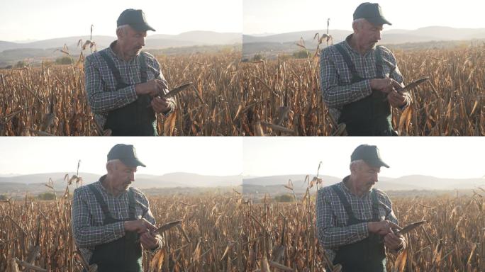 日落时分，一位老农在农田里使用技术拍摄的照片。
