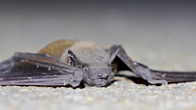 昏昏欲睡的蝙蝠蝙蝠受伤