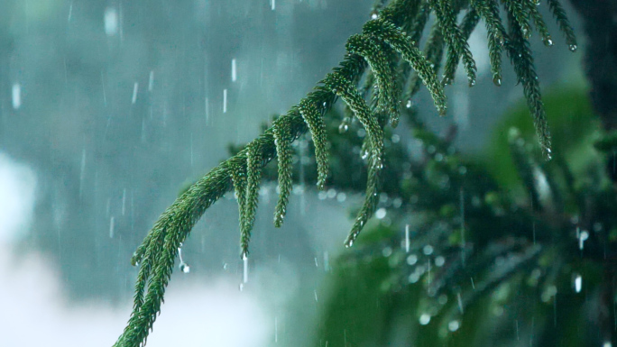 暴雨下的松树枝雨滴滴落，雨水滴落在车前盖