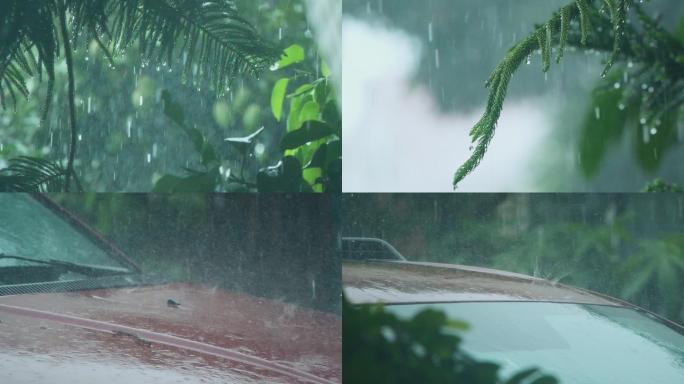 暴雨下的松树枝雨滴滴落，雨水滴落在车前盖