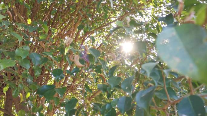 阳光透过树枝的空镜