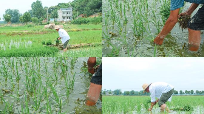 水稻种植