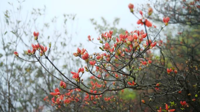 山上盛开的杜鹃花公园枝头花儿