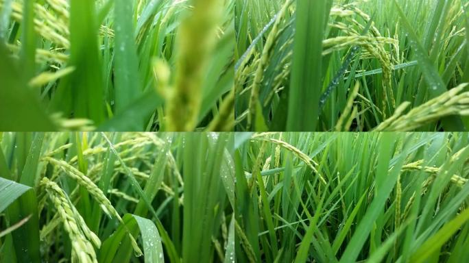 雨打稻穗雨洒禾苗稻谷未成熟的水稻雨洒
