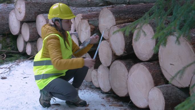 木材工业。工程师测量和计算原木体积。组织运输问题。采取措施重新造林。