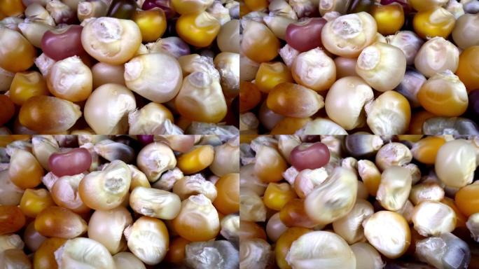 多色印度干玉米的视频宏观特写