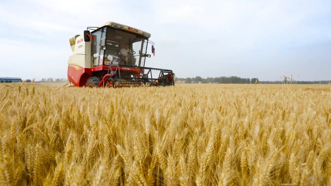 小麦丰收收割麦子收割机收麦