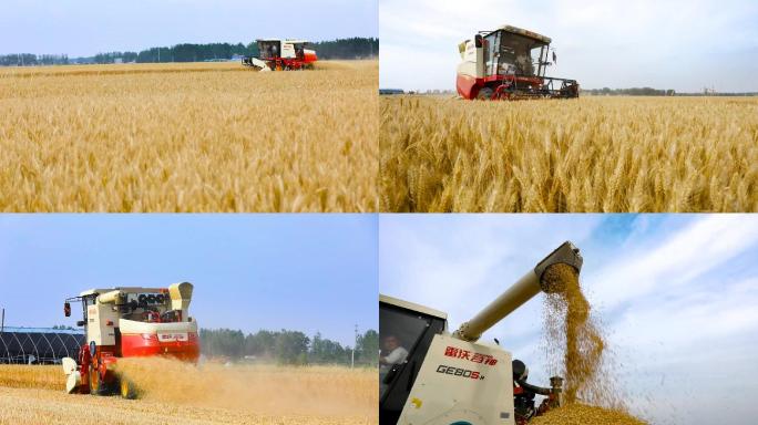 小麦丰收收割麦子收割机收麦