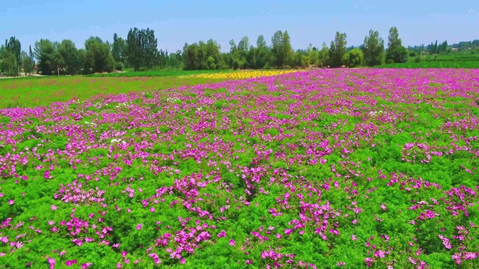 4K航拍新农村鲜花种子培育基地