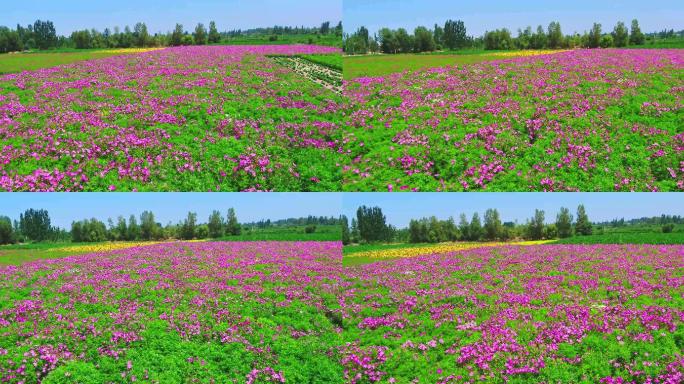 4K航拍新农村鲜花种子培育基地