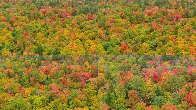 佛蒙特州秋天五颜六色的树梢。