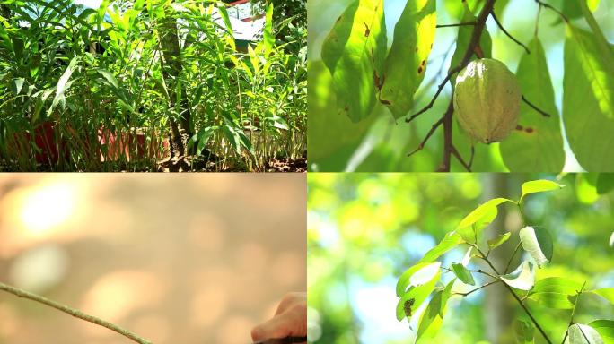 斯里兰卡香料园物种丰富