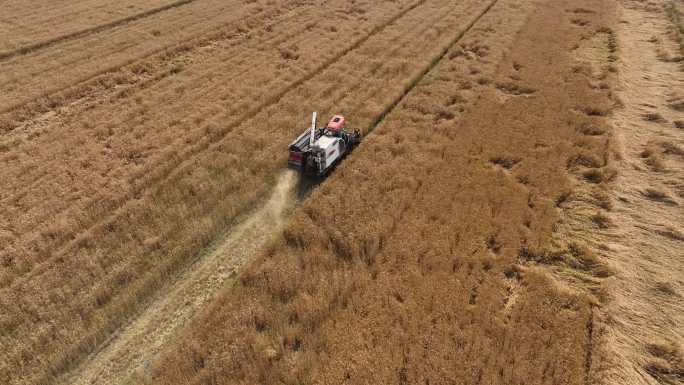 小麦丰收画面航拍4K