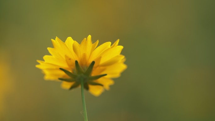 夕阳下的小黄花