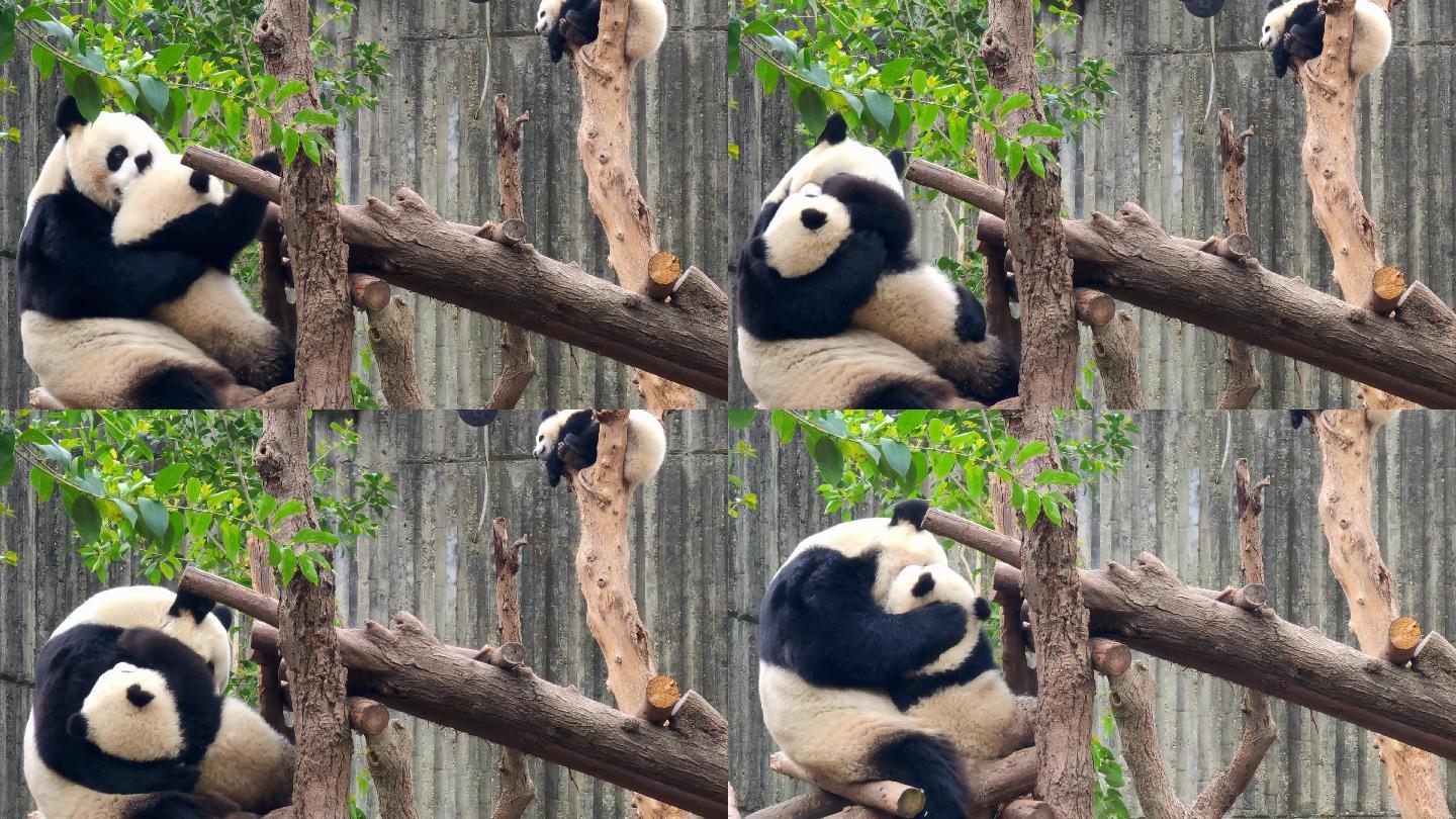 四川成都大熊猫繁育研究基地母子友爱嬉戏