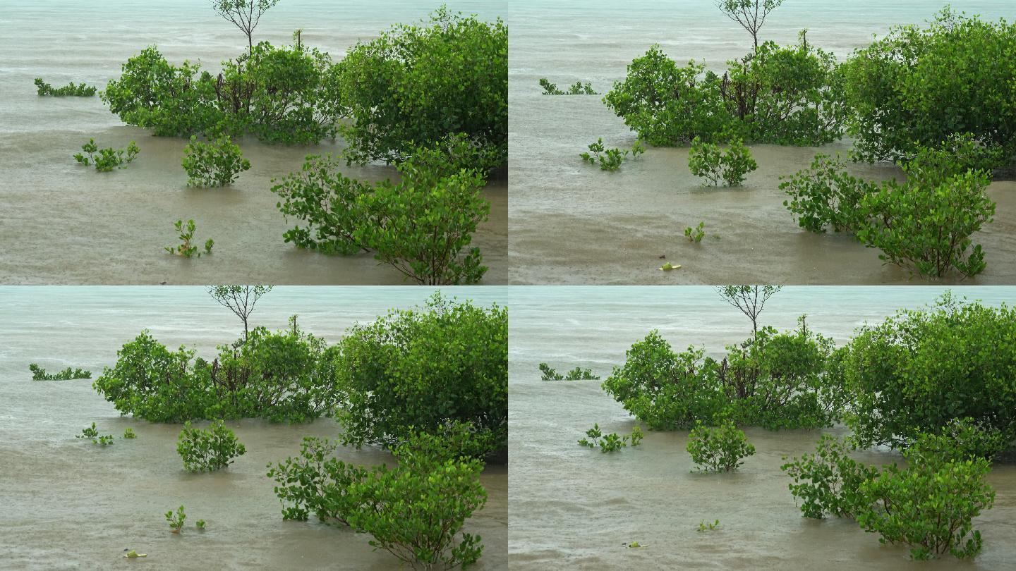 红树林季风天然海防