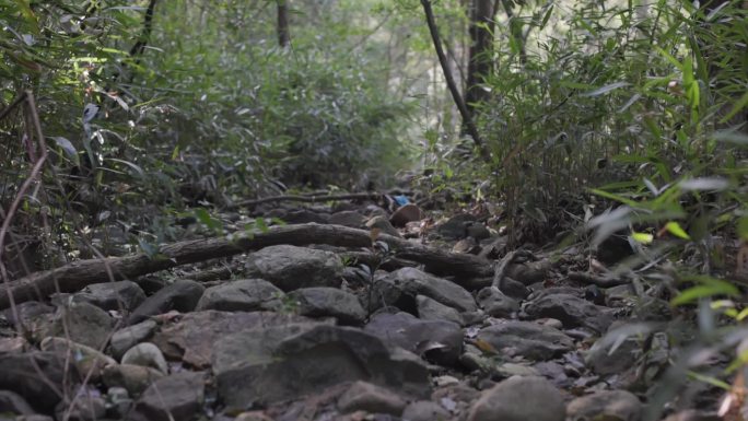 探险山间小路